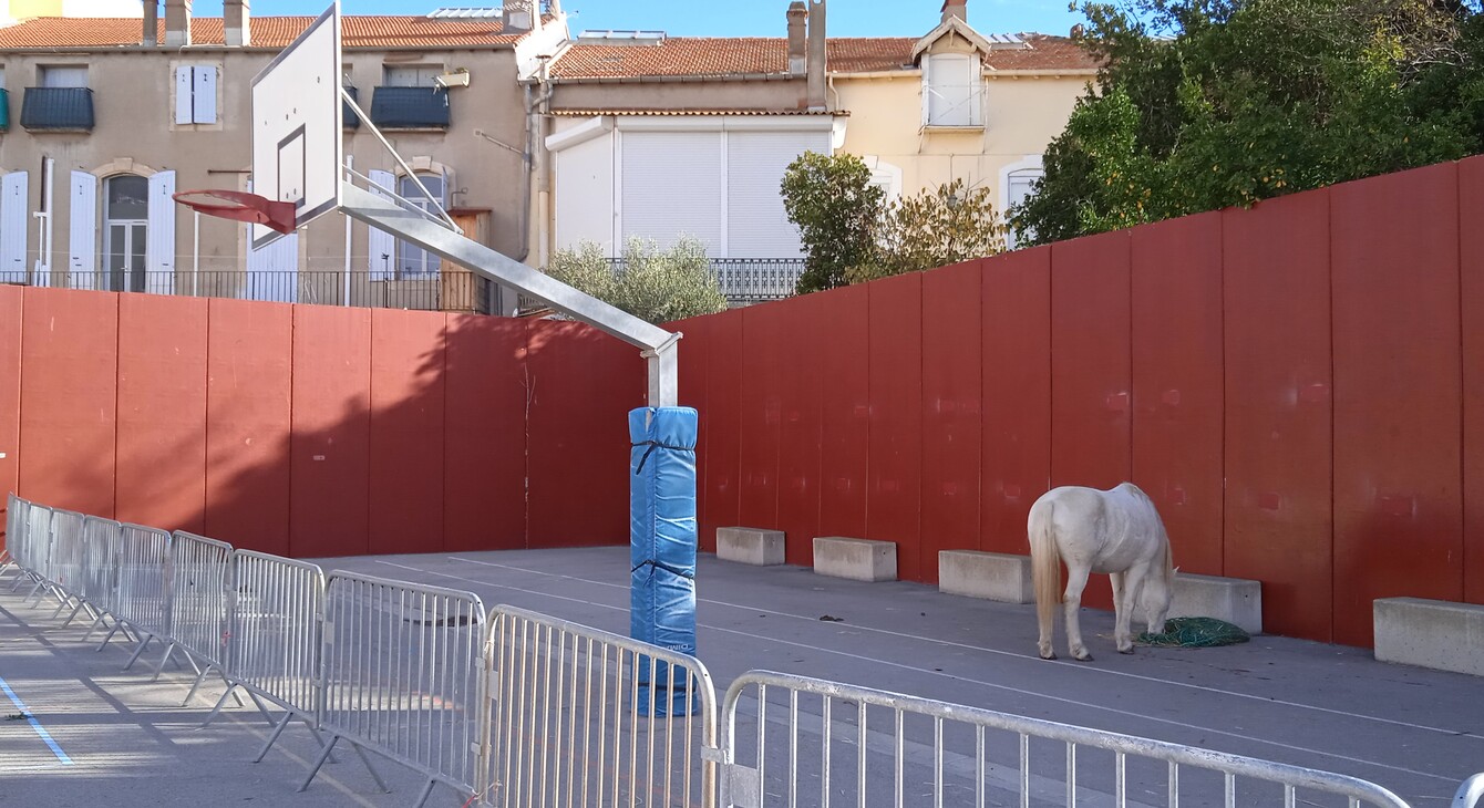 CARDIE- Cheval dans une cours de collège