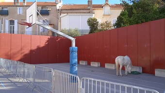 CARDIE- Cheval dans une cours de collège