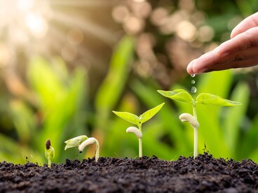 Croissance de plantes