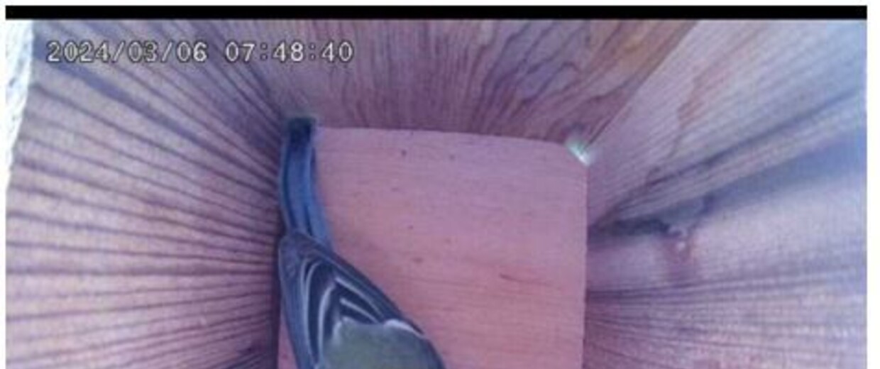 CARDIE MAI 2025 Mésange ANR ACACIA